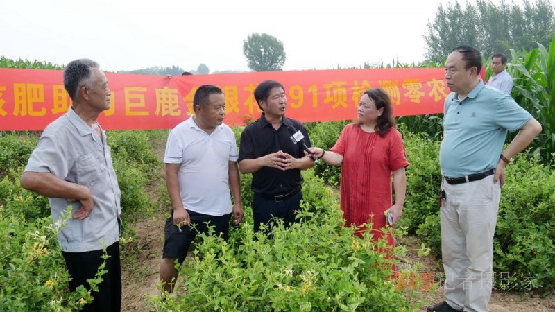碳氫科技核肥技術助力巨鹿縣金銀花種植戶零農殘喜茯豐收