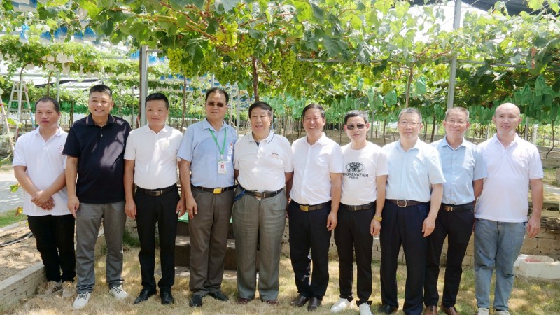 葡萄園里助農忙——碳氫核肥碳氫葡萄現場觀摩會在福建福安象環村召開