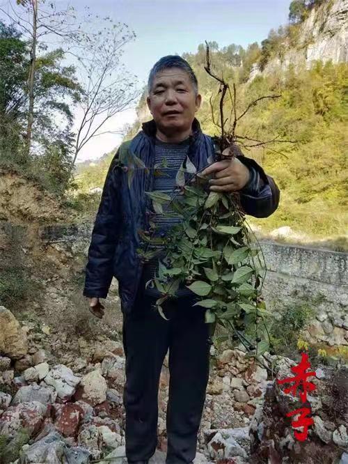 高級(jí)反射蜂療專家范景良 高級(jí)反射蜂療專家范景良
